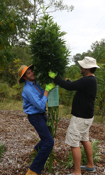 Removal of this tree guard required plenty of height and quite a bit of determination, but it eventually slid off.