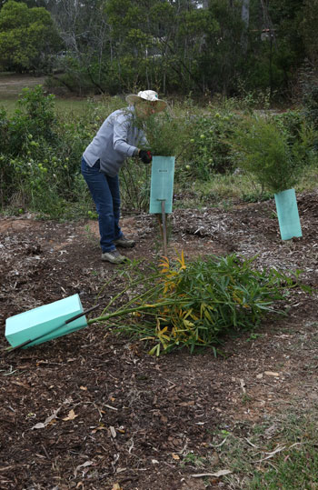 Dawn Road Reserve Bushcare volunteer removes a tree guard from one of the smaller shrubs with relative ease.