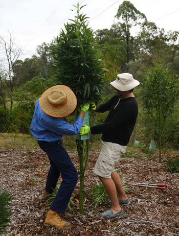 With some tree guards, it took two willing hands to slide off the green Corflute triangles.