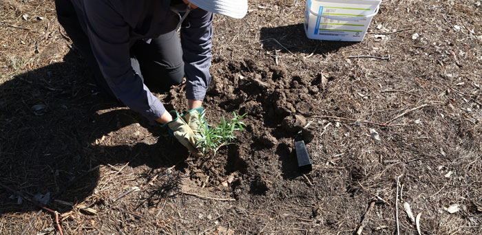 In the process of replacing understory species, it is critical to not only place the right species, but to also fertilise and water them in place.