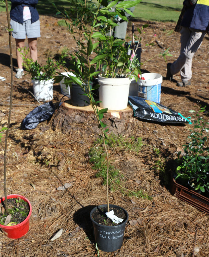 A selection of fast-growing native trees and understory shrubs awaited planting in the Dawn Road Reserve's new revegetation patch.