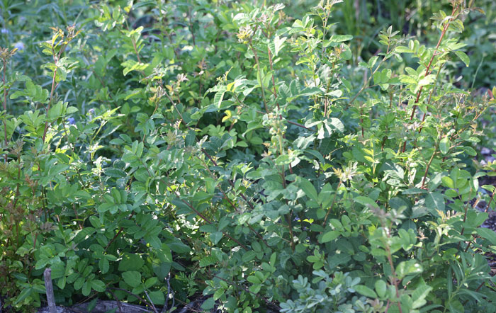 This is how quickly the broad-leaf pepper re-establishes itself and why it's in our sights. Pic: Trina McLellan