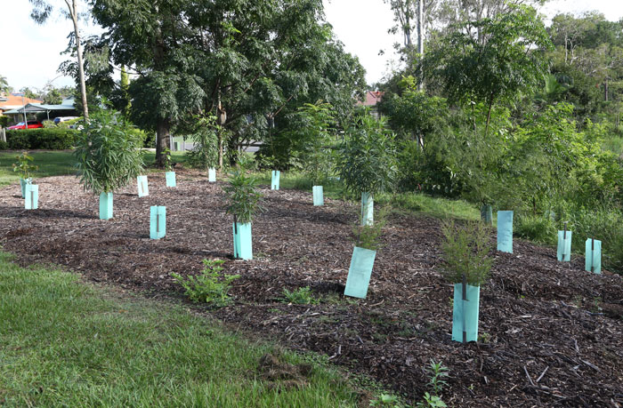 It was great to see the continued progress at the southern end of the original revegetation site that the Dawn Road Reserve Bushcare group worked on in 2015.