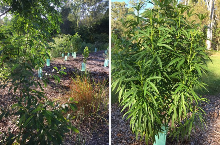 Check out the diversity of plants in the southern section of the original regeneration project. Hale and hearty, this young bush is heading skywards at great knots. Soon it won't need its protective collar