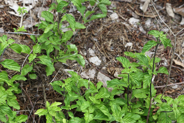 This dark blue snakeweed (Stachytarpheta cayennensis) is a long-lived invasive exotic species that originally comes from Central America but is an environmental weed here in South-East Queensland.