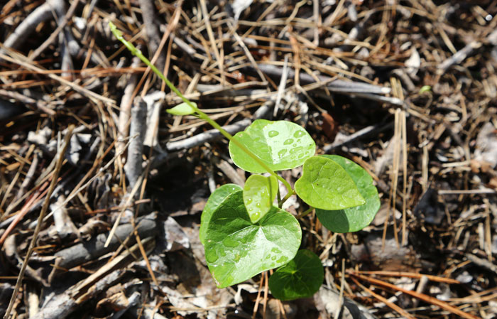 The beneficial native vine Stephania japonica - or snake vine - has already begun to thrive on the new revegetation patch. 