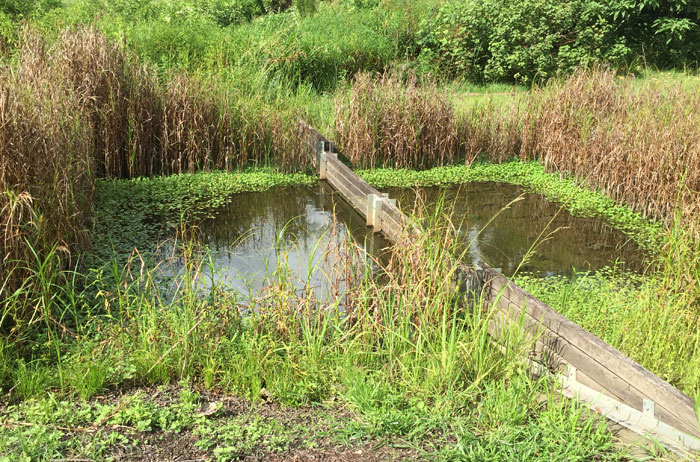 Because stormwater and domestic runoff head down towards the stream running through the revegetation sites, this filtration pond helps keep larger debris from fouling the waterway