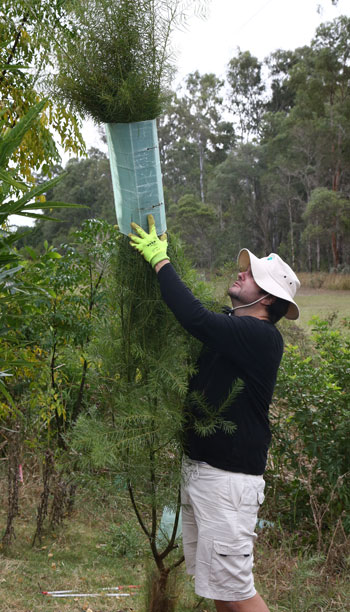 It helps if you're tall! Visiting volunteer Christian Perrin carefully removes the guard with minimal disruption to this healthy plant