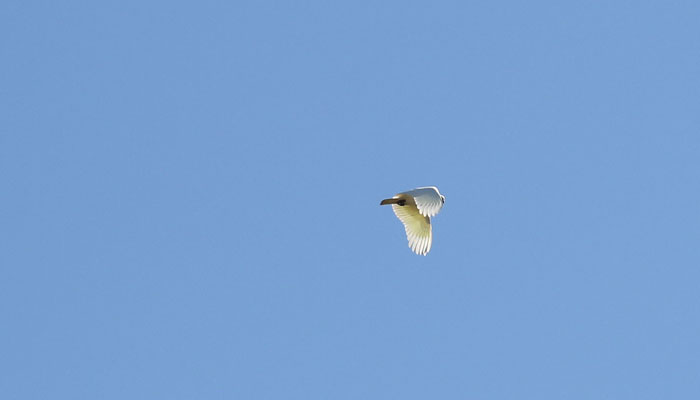 A noisy but graceful sulphur-crested cockatoo (Cacatua galerita) passes overhead. 
