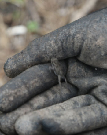 Again, a little hard to see against gloves of a similar colour, but this tiny cane toad (Bufo marinus), a poisonous creature native to Central and South America, is a dreadful pest species introduced to Australia in 1935 to control beetles in cane crops. 