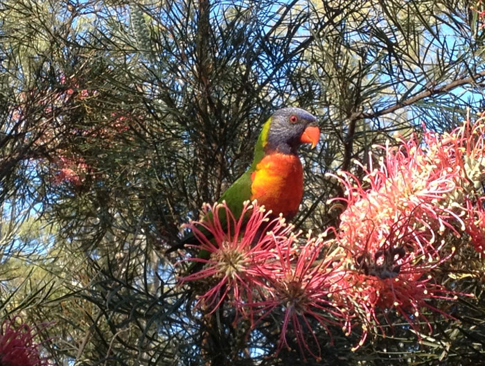 [FILE PHOTO] Rainbow lorikeets (Trichoglossus haematodus) are a common sight in and around the Dawn Road Reserve