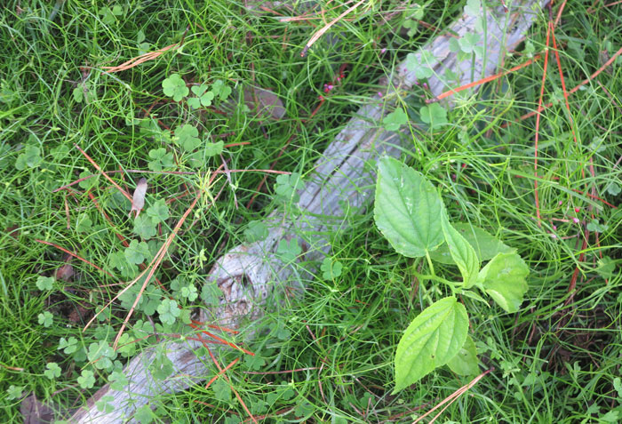 Even though there are plenty of weed species springing up on the recently cleared second revegetation site, a determined beneficial native plant, a poison peach (Trema tormentosa), is already staking its claim. 