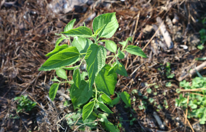 A young poison peach (Trema tormentosa) is among the beneficial plants establishing on the second revegetation site