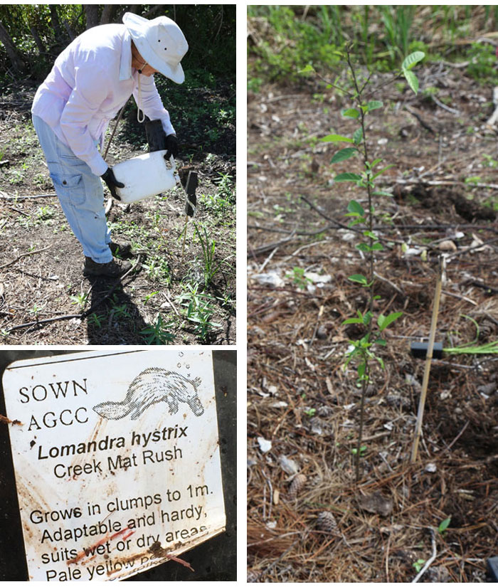 Volunteer watering, label for Lomandra historic and a sandpaper fig