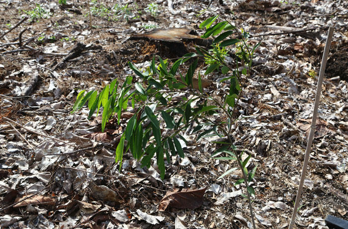 This weeping lilly pilly (Waterhousea floribunda) will be right at home alongside the stream that flows through the revegetation site.