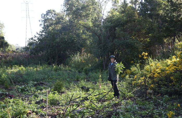 Dawn Road Reserve Bushcare group's patron, Janet Mangan, stands among the burgeoning spread of balloon cotton bush (Gomphocarpus physocarpus), which was then removed by hand.