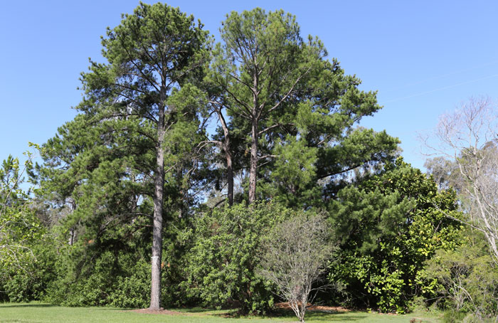 This was the new revegetation patch at the beginning of the year: tall pines and thick undergrowth species, all non-native, invasive trees that threaten to spread into neighbouring bushland areas
