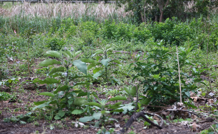In the newer revegetation patch, wild tobacco (Solanum mauritianum) weeds have sprung up, but were easily removed by Dawn Road Reserve Bushcare volunteers.