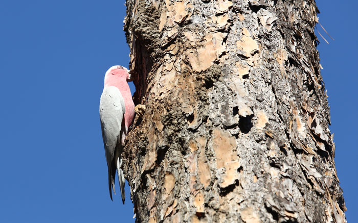 A close-up of the busy galah at work on the side of the pine tree.