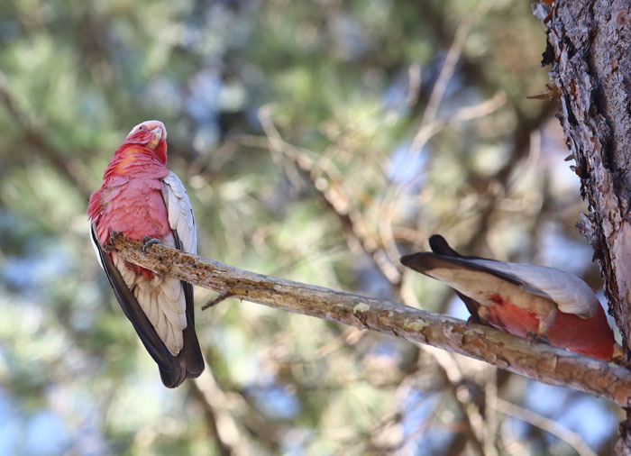 The pink and grey underbelly of the two galahs were as pretty as their upper plumage