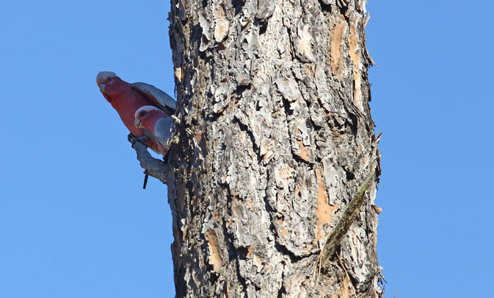 Two galahs visited our new revegetation site during the Dawn Road Reserve Bushcare group's May working bee