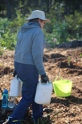 After the new shrubs were safely planted it was time to give them some much-needed watering to settle them into their new positions.