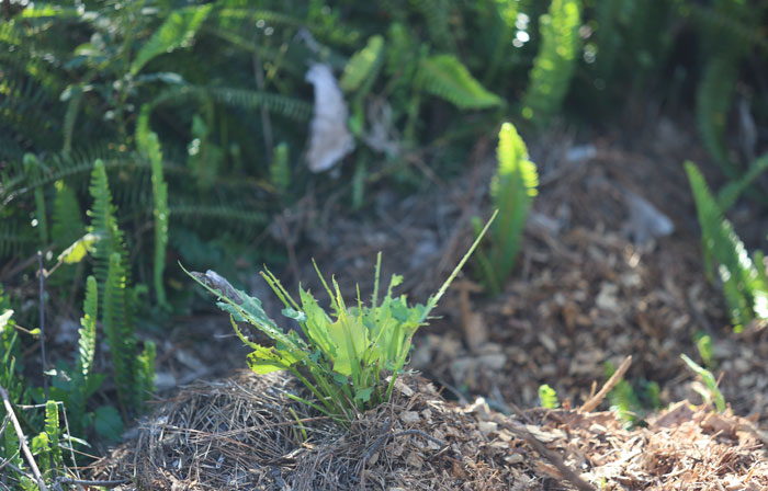 Visual evidence that wildlife are finding plenty to munch on in this regeneration patch.