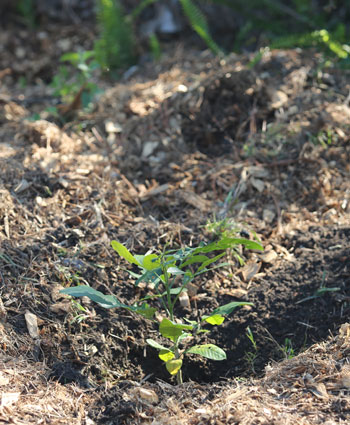 While our special souvenir specimen is quite small now, in a few years it will grow to be a large cudgerie tree (Flindersia schottiana). Also known as a silver ash, it will grow to 40m in height with a dense, rounded crown with sprays of small white flowers in early summer