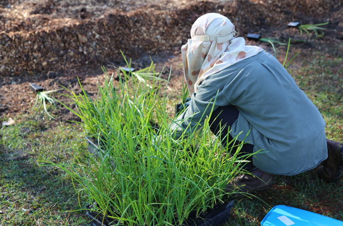 The plant chosen by Dawn Road Reserve Bushcare patron Janet Mangan to define the mowing edge of this regeneration patch is the grassy creek mat rush (Lomandra hystrix). 