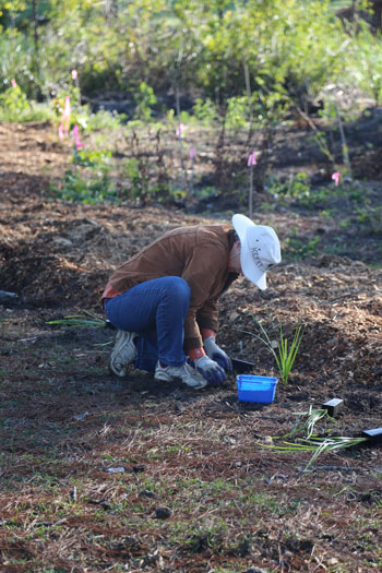 As Dawn Road Reserve Bushcare volunteer Kerry gets ready to place one of the lomandras, she primes the planting hole with some pelletised fertiliser to feed the young plant and help it thrive along the edge of the revegetation patch