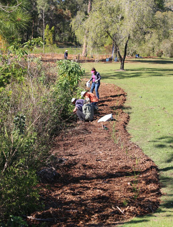 Once the taller plants were placed, it was time to water them