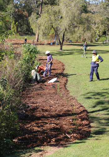 Once the edging mat rush plants were in place, it was time to position some taller plants behind them.