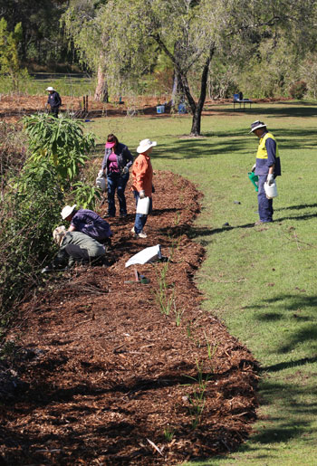 Many hands do make light work, as these keen Dawn Road Reserve Bushcare volunteers proved in August, completing mulch spreading, edge planting and more