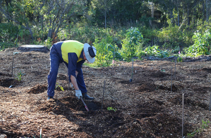 Volunteer Mick digs a hole deep enough for a tree to be planted in the middle of the regeneration patch