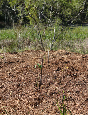 Behind the edge of creek mat rush (Lomandra hystrix), the volunteers planted more shrubs and trees that will grow to fill out the revegetation patch over the coming years
