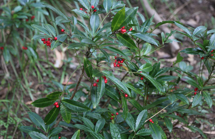 The coral berry (Ardissia crenata) was coming into bloom in a Dawn Road Reserve riparian zone alongside Albany Creek. With its distinctive clusters of bright red berries and glossy dark green leaves, this former garden plant has become a weed in natural environments.