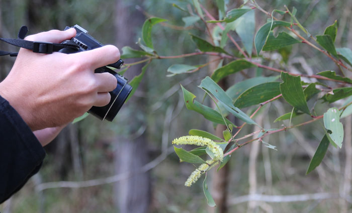 Photographing flowering plants and wildlife is more than a hobby for Wild BNE's Christian Perrin. Here he's capturing the early blooms on a black wattle (possibly Acacia concurrens)