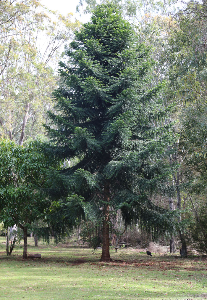 While this still young but already spectacular Bunya pine (Araucaria bidwillii) is spreading its branches across the southern boundary track of the Dawn Road Reserve, one has to steer well clear of it in February each year because its cannonball-sized pine nuts can weigh up to 10kg! So not really suitable for a walking path