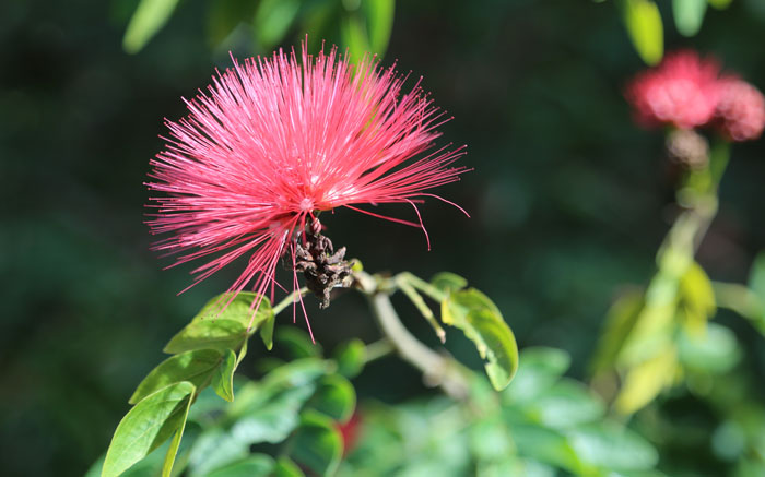 Another garden variety plant known as a powder puff tree (Calliandra haematocephala) has been introduced on the southern boundary track. It has spectacular flowers that bloom into dense reddish-pink hemispheres.