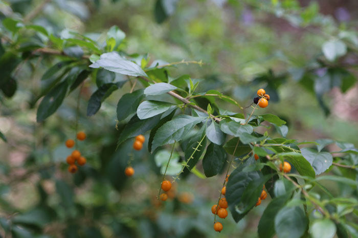 Known widely as Sheena's Gold (Duranta erecta), this plant is an environmental weed that spreads easily into bushland. Sold widely in nurseries until a few years ago, it now poses a significant risk in natural habitats.