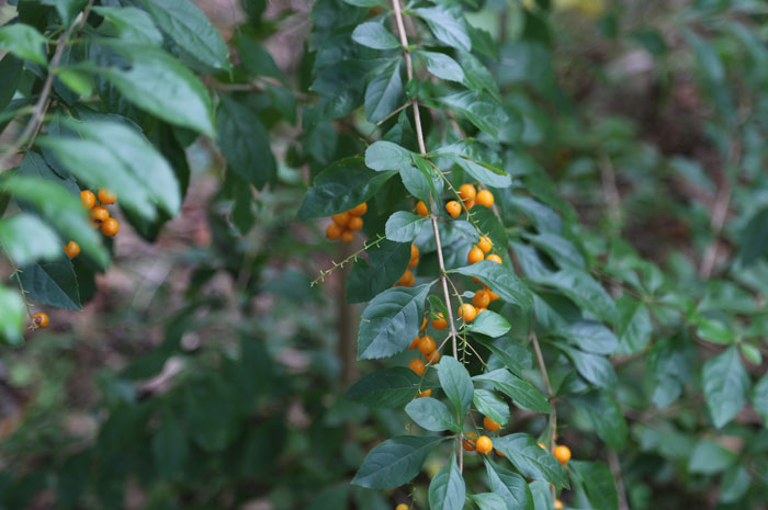 Known also as golden dewdrops (Duranta erecta), this invasive species that has been planted, or dumped, right beside the Dawn Road Reserve is now beginning to set fruit and has already begun to spread inside the Reserve.