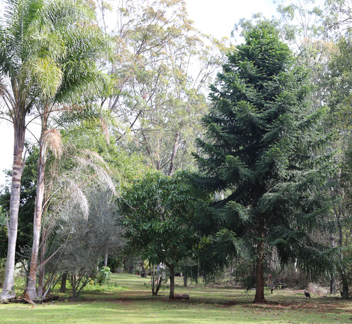 While there is no immediate danger from the Bunya pine, other non-native species around it are already problematic, including the palm trees on the left (birds love their fruit and spread seeds widely) and the mango tree, which – while only relatively small – still harbours mosquitoes and will, in time, like the Bunya pine, grow quite large.