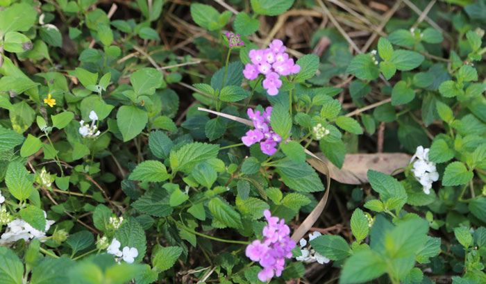 Here a slight embankment on the walkway has been allowed to be populated with two different varieties of lantana, an invasive weed species that is best kept out of the nearby bushland. Pic: Trina McLellan