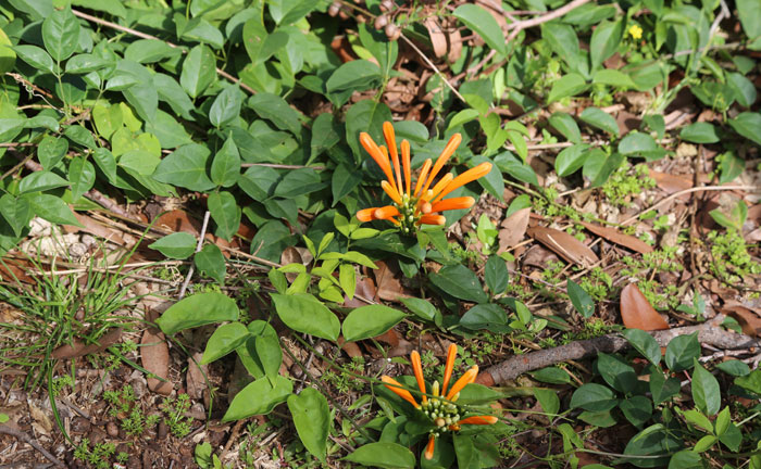 Another introduced groundcover on the Dawn Road Reserve's southern boundary walkway is the orange trumpet creeper (Pyrostegia venusta). While it is not a declared pest species, can be considered a weed species because it can smother trees and native vegetation.