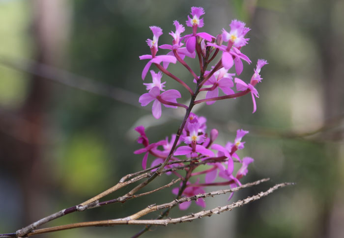 The buffer zone along the southern boundary of the Dawn Road Reserve is home to a number of introduced exotic species, some of which pose no real harm to the bushland. This pretty pink Epidendrum orchid, for example, is growing on the side of a gum tree in the middle of the buffer's walking track.