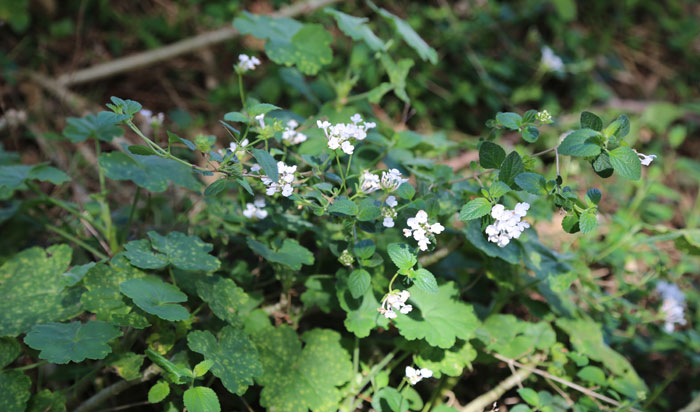 If you have only come across multi-coloured forms of the invasive weed lantana, you might be surprised to know it comes in an all-white form (Lantana camara) that is present along the southern boundary walkway of the Dawn Road Reserve.