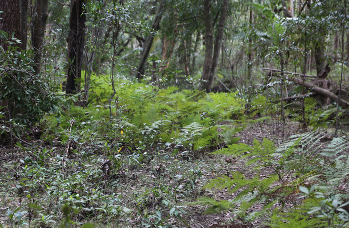 While this lush glade of bracken fern (Pteridium esculentum) looks pretty, the fronds of this fern are highly toxic and have been linked to cancer if ingested. Pic: Trina McLellan