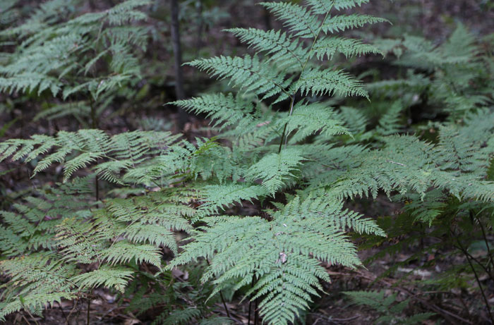 With erect, stiff green fronds up to 1.5 m high, the bracken fern has an extensive, spreading root system, with underground stems that form a vast network in the soil and give rise to new shoots. This weed needs constant moisture to continually regenerate