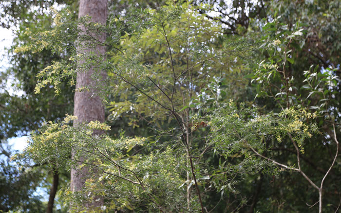 The Brisbane wattle (Acacia fimbriata) is a small tree that grows to around 7m