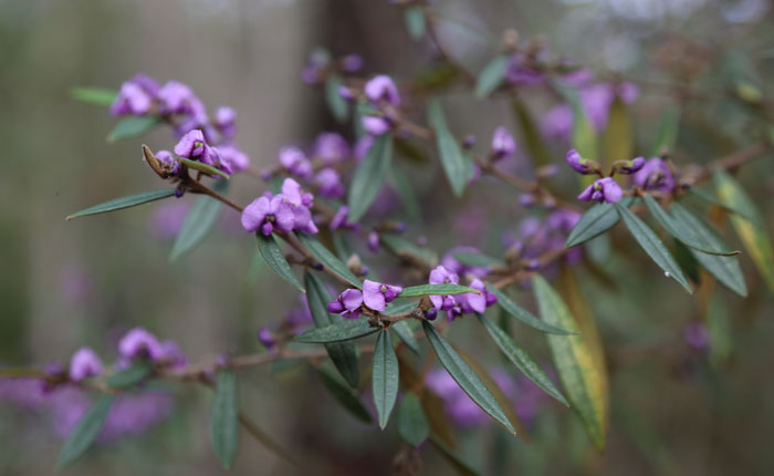 A different view of the hovea (Hovea acutifolia) that gives a better view of its narrow leaves. Pic: Trina McLellan